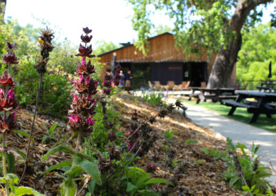 Madrone Landscape Brecon Estate Winery