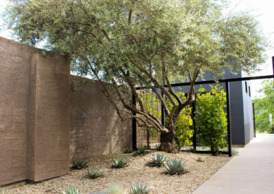 Estate Landscape California Madrone Landscape
