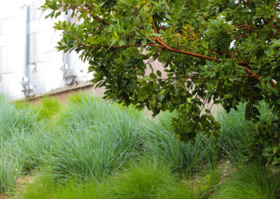 Paso Robles California Winery Contractor Brecon Madrone