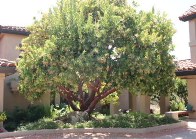 Tips for Creating a Lush, Sustainable Landscape