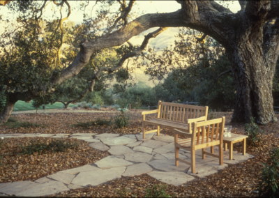 Let’s Plant Some Oaks!