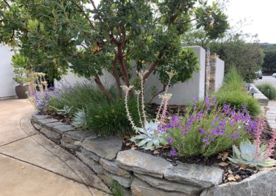 Brilliant Corners: Five Favorite California Native Accent Plants