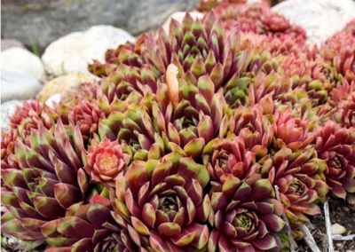 Our Favorite Winter-hardy Plants