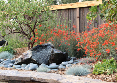 California Native Oasis