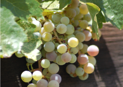 Collaboration Spotlight: Mission San Antonio