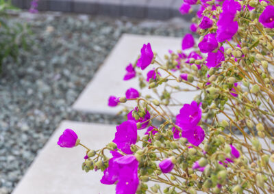 San Luis Obispo residential landscape design build Madrone