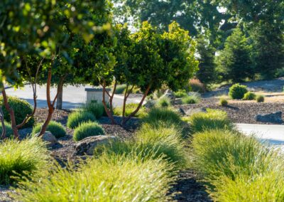 Madrone Landscape Templeton Modern