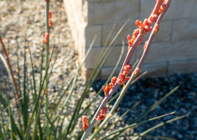 Madrone Landscape Templeton Modern