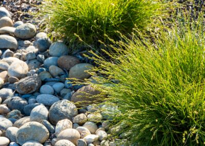 Madrone Landscape Templeton Modern