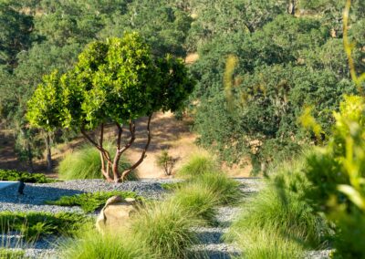 Madrone Landscape Templeton Modern