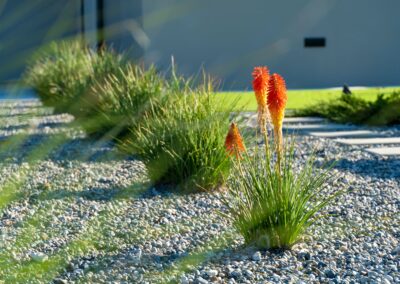 Madrone Landscape Templeton Modern