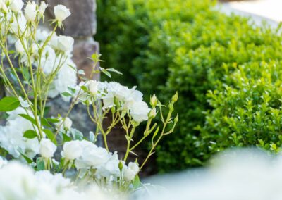 Madrone Landscape Santa Ysabel Oak Garden