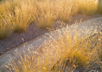 Harmony Residence Landscape California Madrone