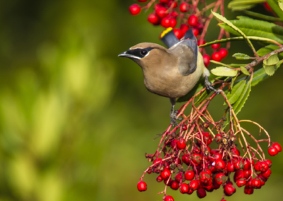 Six Bird-Friendly Natives for San Luis Obispo County