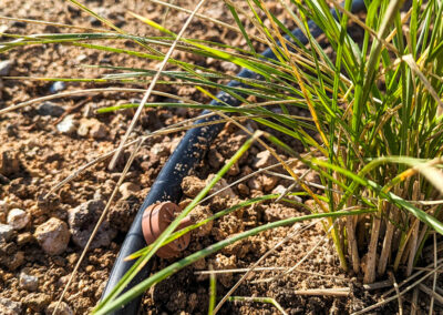 Fertigation: Fertilize and Irrigate in One Step