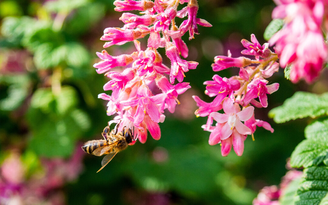 Eight Winter-Bloomers for the California Coast Landscape