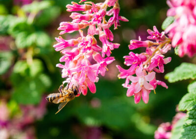 Eight Winter Bloomers for the California Central Coast