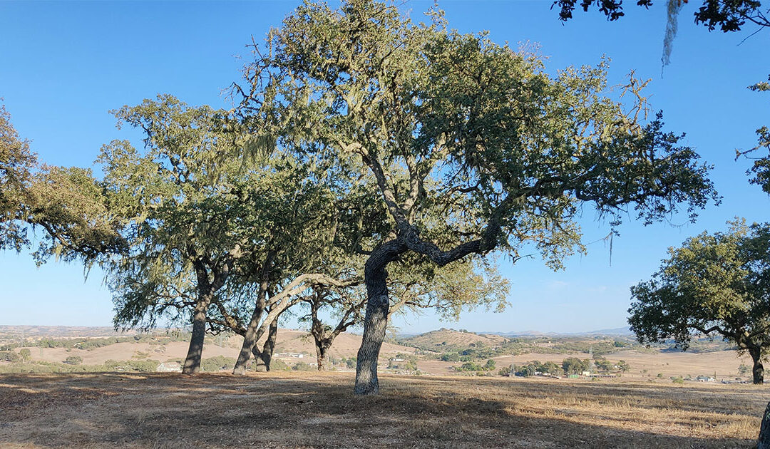 Templeton Hilltop Residential Madrone Landscape