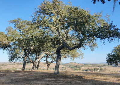 On the Boards: Templeton Hilltop Residential