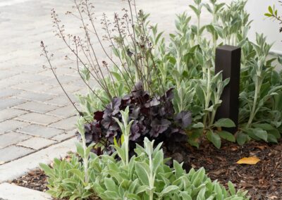 Paso Marketplace Commercial Landscape