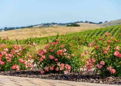 Madrone Hilltop Vineyard Estate California