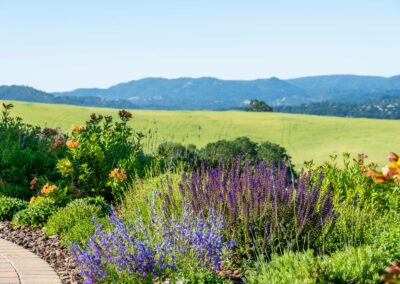 Hilltop Madrone Landscape Vineyard Estate Templeton