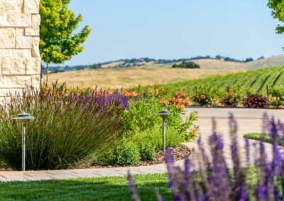 Madrone Landscape Vineyard Estate Hilltop