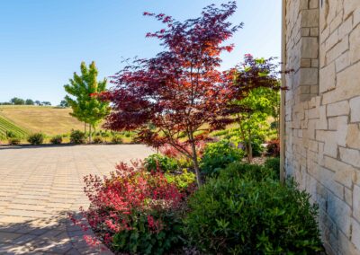 Vineyard Landscape Design Hilltop Madrone Landscape