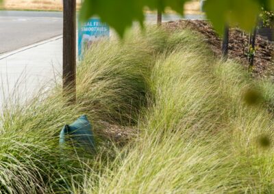 Madrone Landscape Construction The Human Bean Templeton