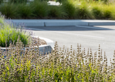 Madrone Landscape Construction The Human Bean Templeton