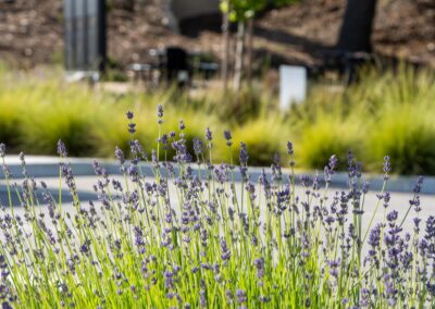 Madrone Landscape Construction The Human Bean Templeton