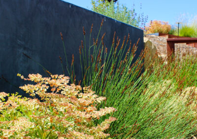 Paso Robles Modern Vineyard Overlook Madrone Landscape